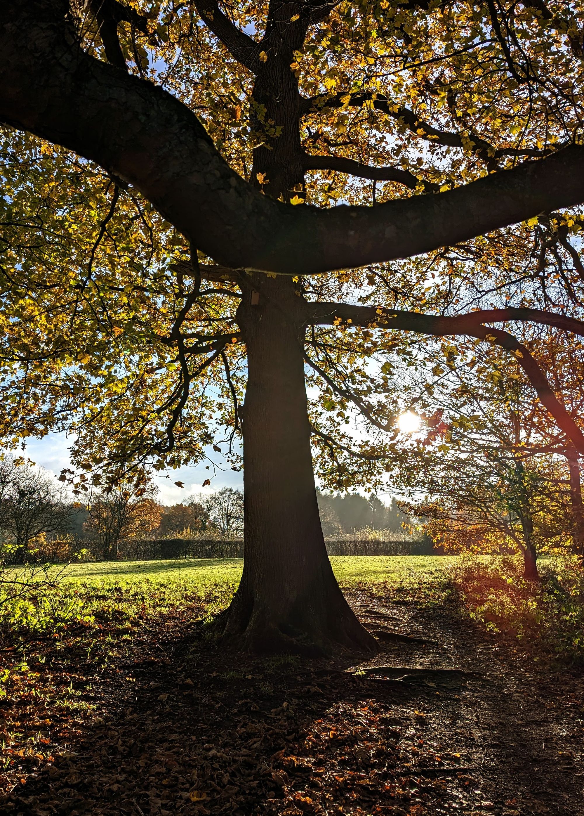 Trees with a few leaves in bright sun with more trees in the distance. There's a squirrel is on trunk side .