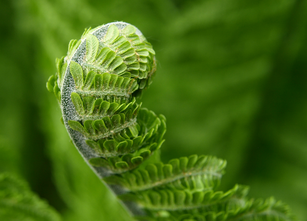 Green photo of fresh fern leave just starting to unfurl