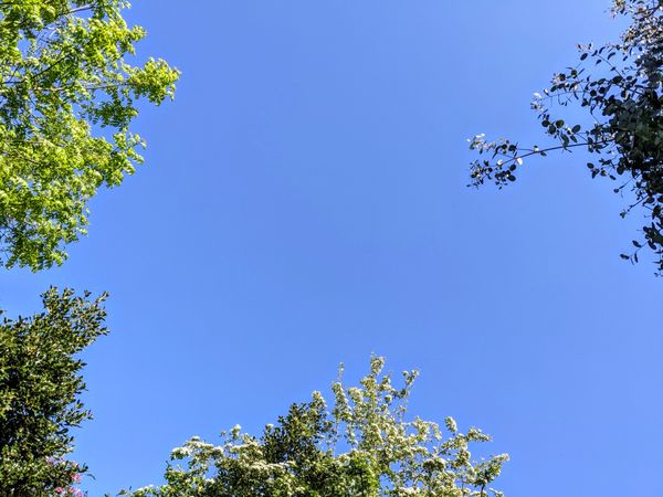 Photo of a cloudless blue sky with each edge showing different green leafed trees