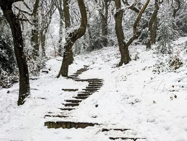 Photograph of wooden steps covered in ice leading up a wooded hill in the snow